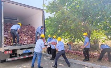 鄉(xiāng)村振興 | 情有所“薯” 我們在行動(dòng)